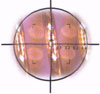 obr